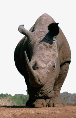 在行走的犀牛灰色犀牛正面气势高清图片
