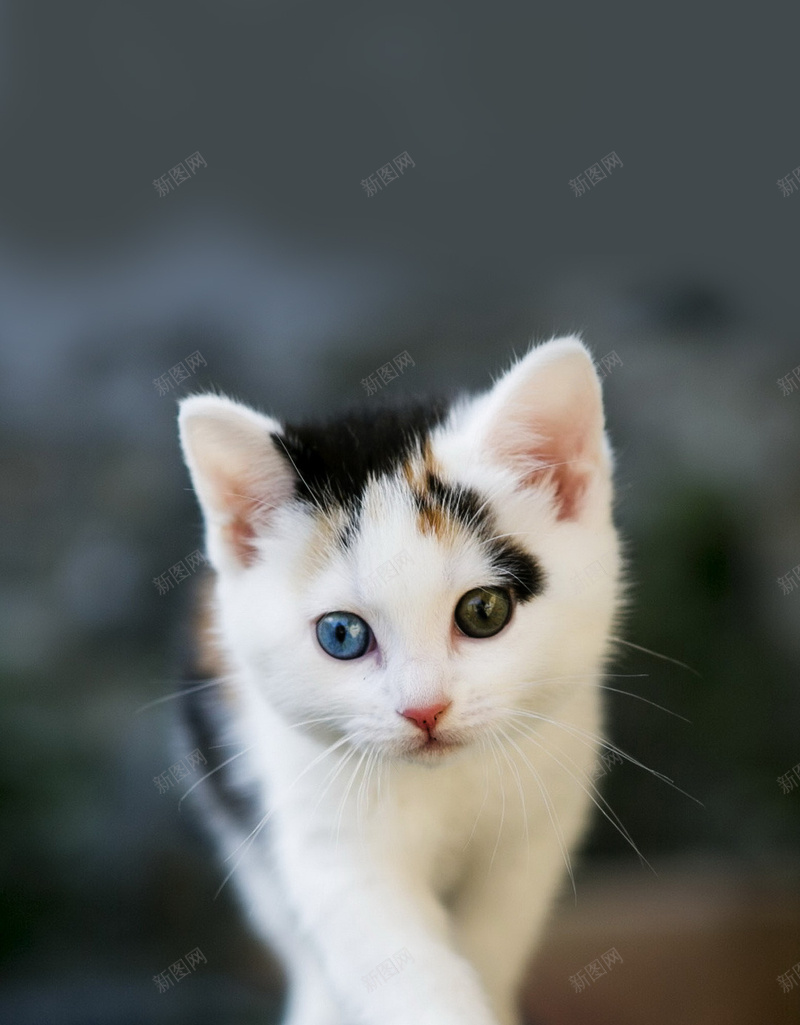 萌宠小猫h5背景高清图片免费下载 图片0qkkqkavu 新图网 萌宠小猫h5背景高清图片免费下载 图片0qkkqkavu 新图网