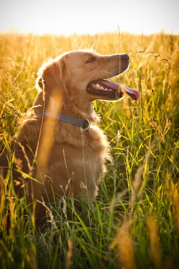 草丛中的金毛犬背景图片 素材0ykvjjgjg 新图网