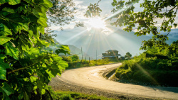 绿色植物户外户外道路森林绿色植物平面广告高清图片