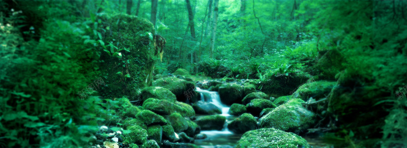 绿色森林背景jpg_新图网 https://ixintu.com 唯美 小溪 摄影 树林 海报banner 清新 绿色 风景