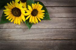 背景花朵木板与向日葵高清图片