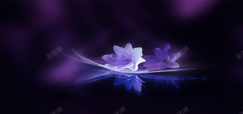 黑暗中绽放的花朵背景jpg_新图网 https://ixintu.com 摄影 梦幻 浪漫 海报banner 紫色 花朵 风景