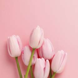 清新花卉粉色郁金香浪漫背景高清图片