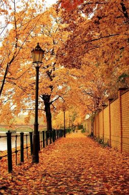 秋天落叶黄色背景图摄影图片