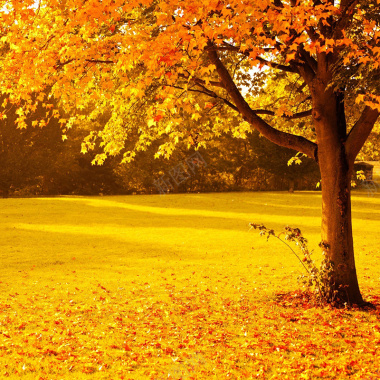 金色秋季背景摄影图片