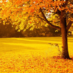 浪漫风景金色秋季背景高清图片