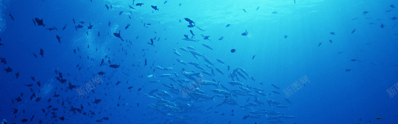 海底世界鱼群背景背景