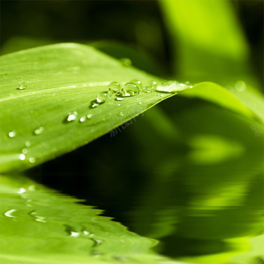绿叶上的水滴摄影图片
