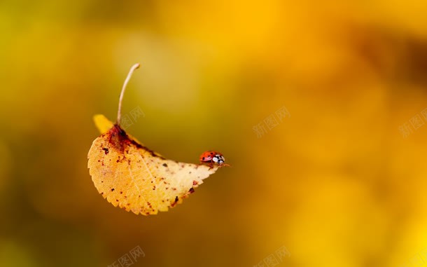 唯美的秋天落叶壁纸jpg设计背景_新图网 https://ixintu.com 壁纸 秋天 落叶