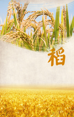 创意广告稻谷粮食海报背景背景