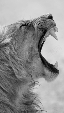 咆哮的狮子H5背景摄影图片
