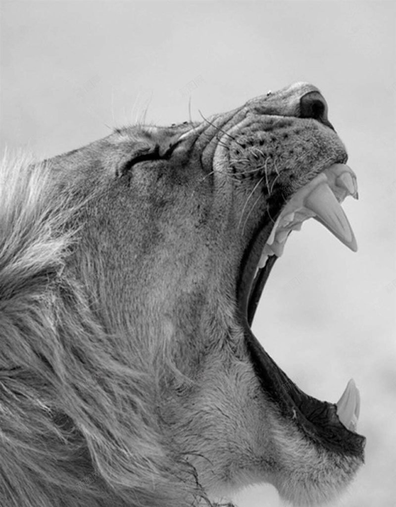 咆哮的狮子H5背景jpg_新图网 https://ixintu.com H5 H5背景 h5 凶猛 动物 咆哮 摄影 灰色 狮子 风景
