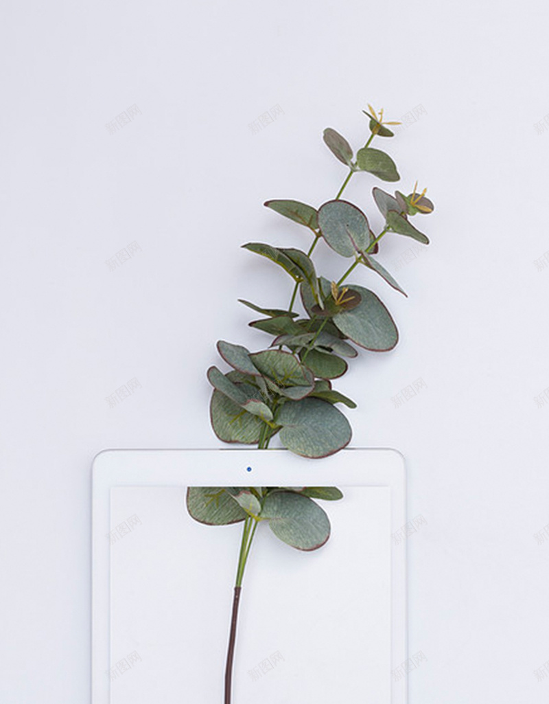 一颗植物H5背景jpg设计背景_新图网 https://ixintu.com 小清新 平板电脑 开心 文艺 植物 灰色 简约 纯色