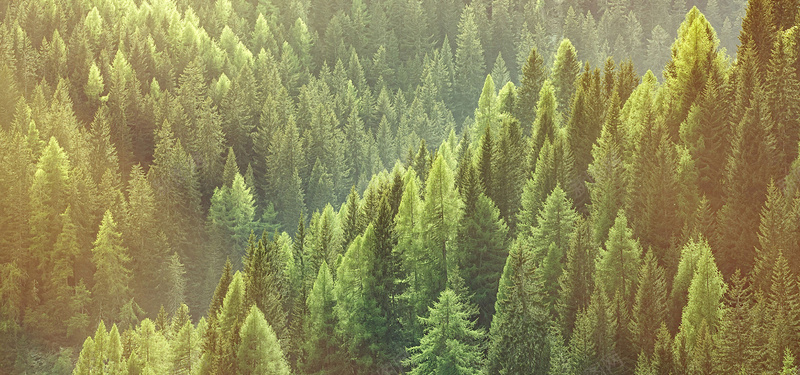 绿色森林鸟瞰风景摄影图片