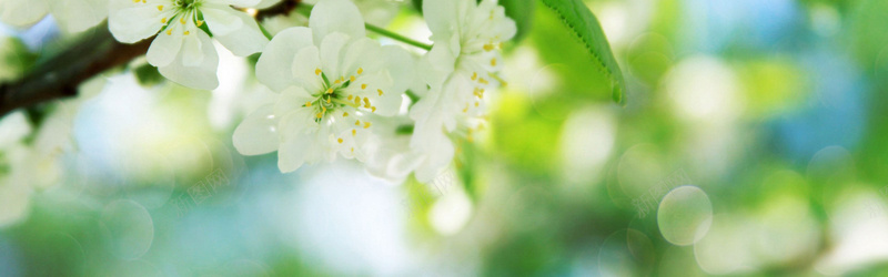 摄影白色梨花背景摄影图片