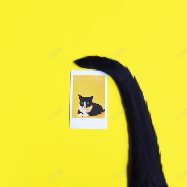 黑猫照片和尾巴海报背景jpg设计背景_新图网 https://ixintu.com 尾巴 海报 照片 背景