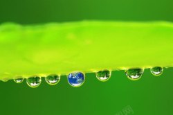 绿叶上的蚕丝被绿叶上的水珠地球高清图片