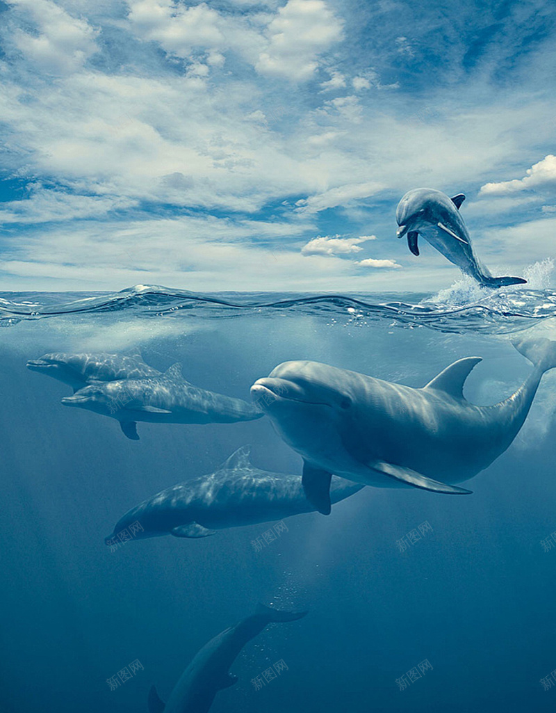 蓝色海洋海豚背景psd设计背景_新图网 https://ixintu.com 大海 海洋 海洋素材 海洋背景 海豚 蓝色海洋 蓝色素材 蓝色背景