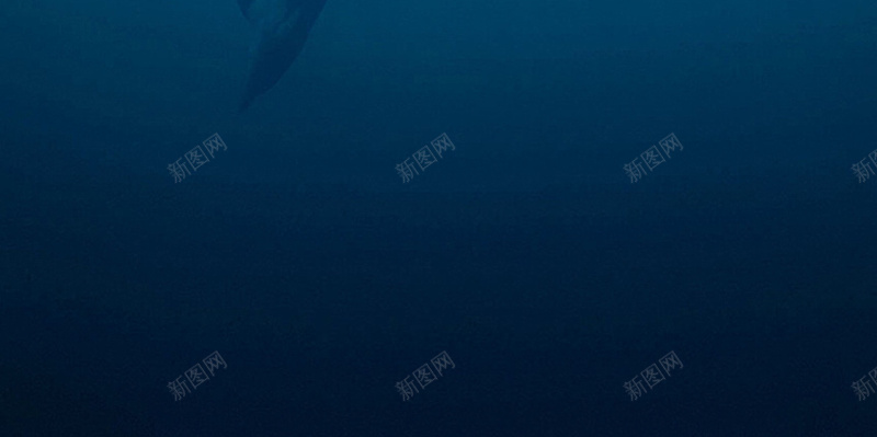蓝色海洋海豚背景psd设计背景_新图网 https://ixintu.com 大海 海洋 海洋素材 海洋背景 海豚 蓝色海洋 蓝色素材 蓝色背景