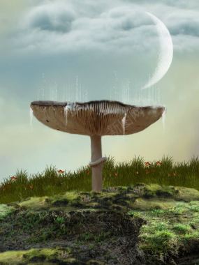 草地上的蘑菇背景