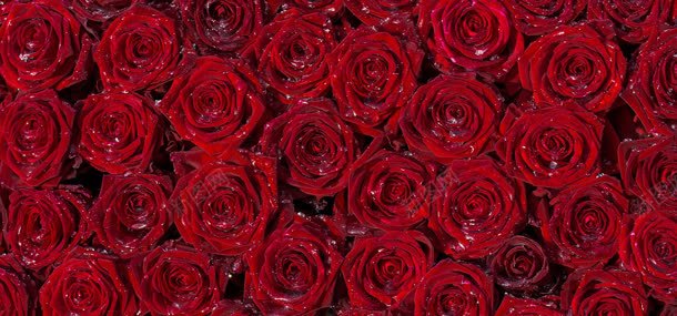 带水珠的玫瑰jpg设计背景_新图网 https://ixintu.com 植物 玫瑰 玫瑰背景 背景 花朵 鲜花