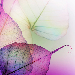 梦幻叶片叶脉微距紫色叶片叶子自然植物梦幻背景高清图片