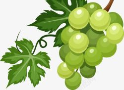绿提子干卡通精美青葡萄高清图片