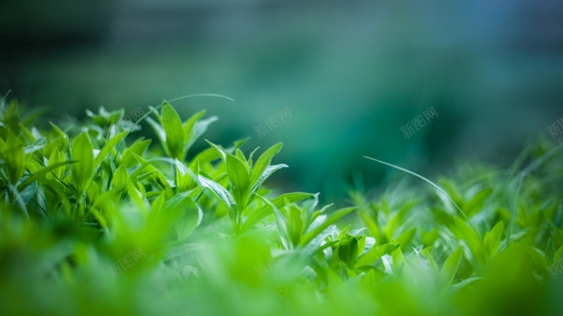 虚化背景绿色茶叶清新平面广告jpg设计背景_新图网 https://ixintu.com 大自然 平面广告 清新 环保 绿色茶叶 茶壶 茶道 虚化背景