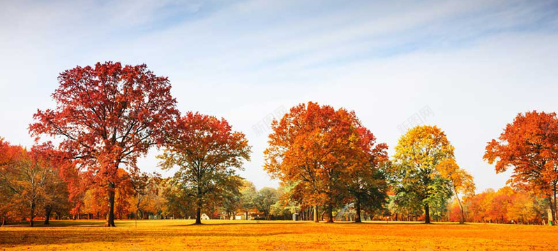 秋季金黄色树叶秋季公园美丽的树下摄影摄影图片