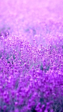 紫色薰衣草H5背景摄影图片