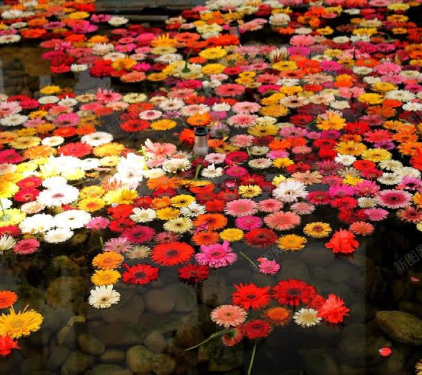 水面上的菊花花朵背景图片免费下载 素材0qkkejpku 新图网