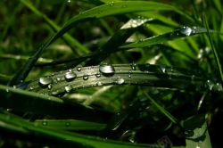 绿油油的草地带水珠的植物叶子背景高清图片