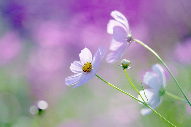 微镜中的花朵jpg设计背景_新图网 https://ixintu.com 图片素材 大自然 底纹背景 微镜中的花朵图片 微镜中的花朵图片素材下载 斜阳 植物 白云 美丽风景 美景 背景 背景花边 花朵 蓝天 蝴蝶