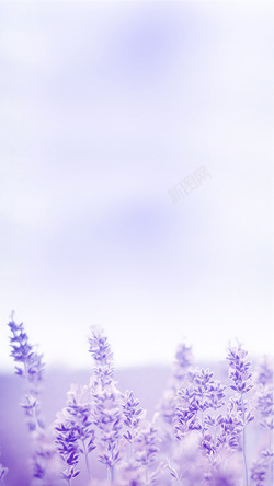 人间四月芳菲尽你是人间肆月天紫色薰衣草H5背景分层高清图片