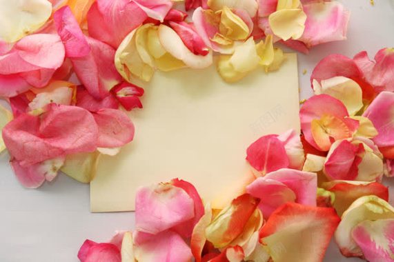 玫瑰花瓣与卡片背景