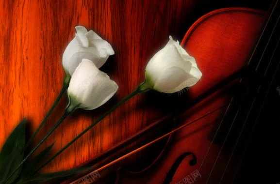 白色鲜花与小提琴背景
