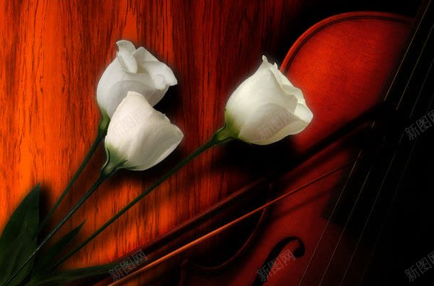 白色鲜花与小提琴jpg设计背景_新图网 https://ixintu.com 其它类别 图片素材 小提琴 弦乐器 白色花朵 白色鲜花与小提琴图片 白色鲜花与小提琴图片素材下载 美丽鲜花 背景花边 西洋乐器 音乐器材