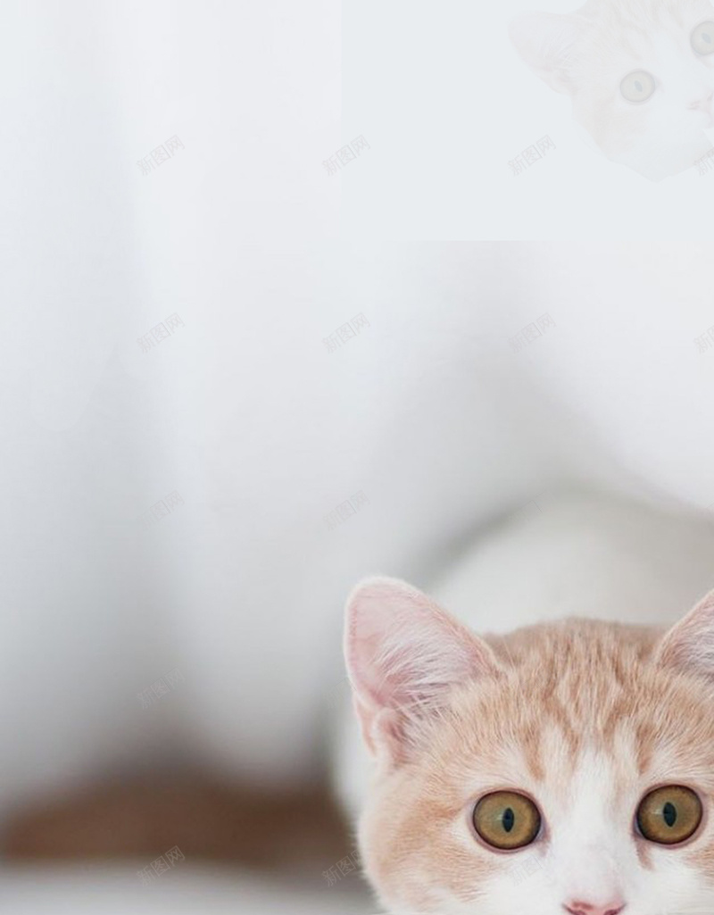 动物猫咪摄影psd_新图网 https://ixintu.com 动物摄影H5素材 动物摄影素材 摄影 猫咪 白色 简约 风景