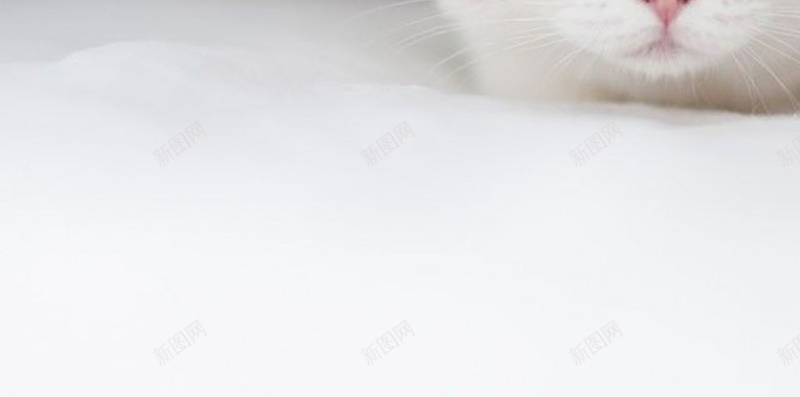 动物猫咪摄影psd_新图网 https://ixintu.com 动物摄影H5素材 动物摄影素材 摄影 猫咪 白色 简约 风景