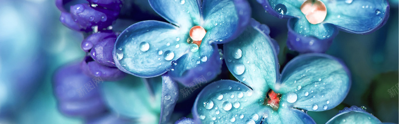 雨后蓝紫色花朵与水珠摄影图片