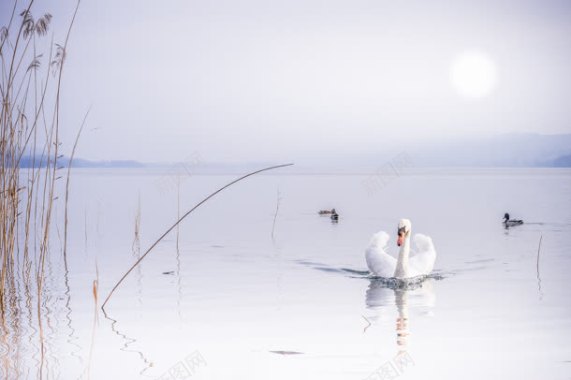 鹅太阳湖面唯美照片背景