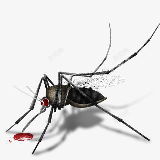 蚊子德克斯特片头图标png_新图网 https://ixintu.com Mosquito 蚊子