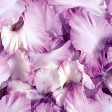 柔美紫色花瓣背景背景