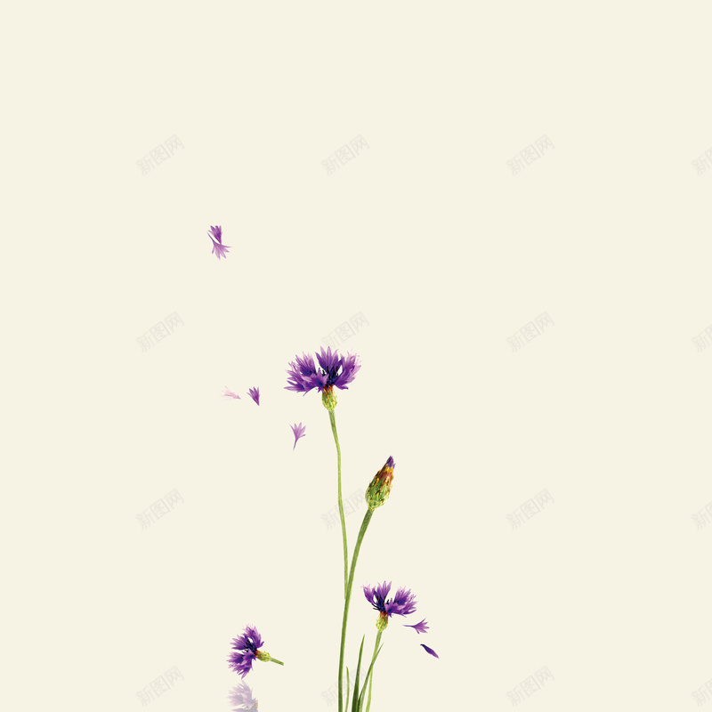 灰色清新花朵背景图jpg设计背景_新图网 https://ixintu.com 大方 文艺 清新 清新花朵 灰色 简单 简约 紫色花朵 花朵 花朵背景