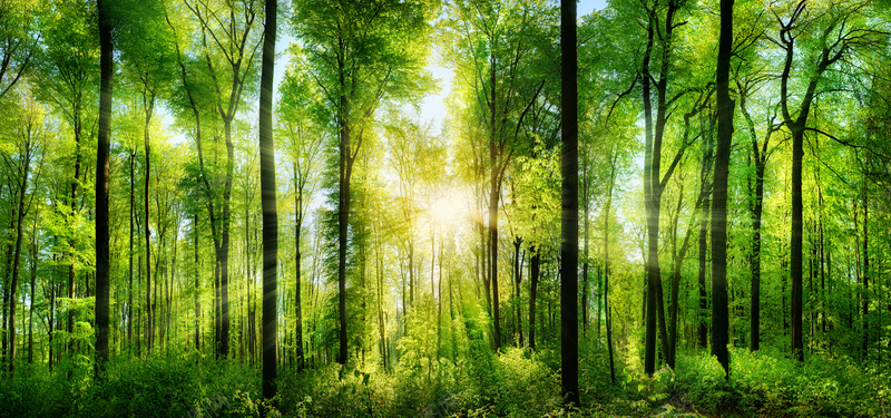 阳光穿过森林jpg设计背景_新图网 https://ixintu.com 天然氧吧 实木 家具 家居 摄影 森林 海报banner 环保 雨后阳光 风景