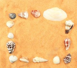 漂亮贝壳漂亮贝壳图案高清图片