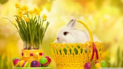 小筐黄色小筐复活节兔子高清图片