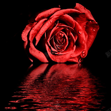 红玫瑰露珠水面主图背景