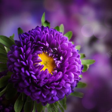 模糊背景紫色鲜花背景